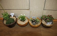 IMG_4221.JPG