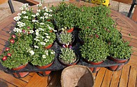 IMG_8469.JPG