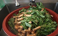 IMG_2046.JPG