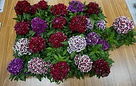 DSC00009.JPG