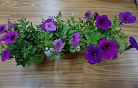 DSC00258.JPG
