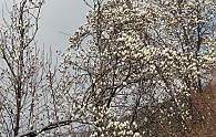 DSC03571.JPG